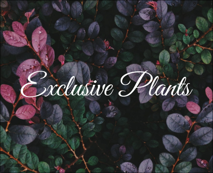 Интернет-магазин экзотических растений — Интерфейсы на Dprofile